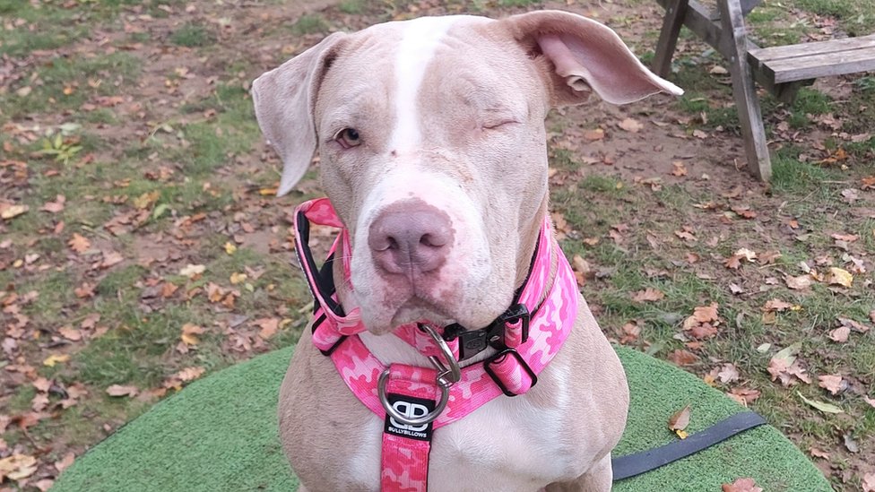 Meet Spike, officially the world's oldest living dog, News