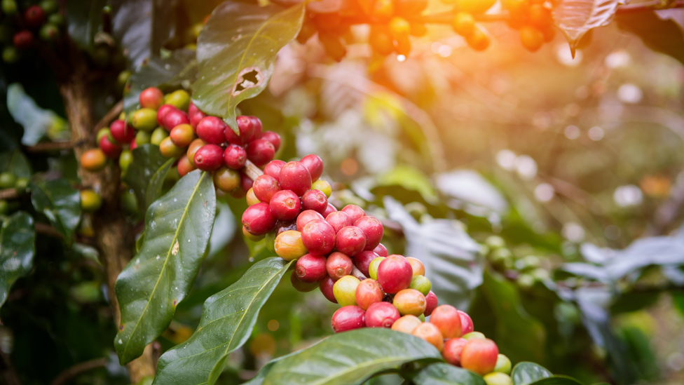 Frutos de café verdes y rojos en la planta
