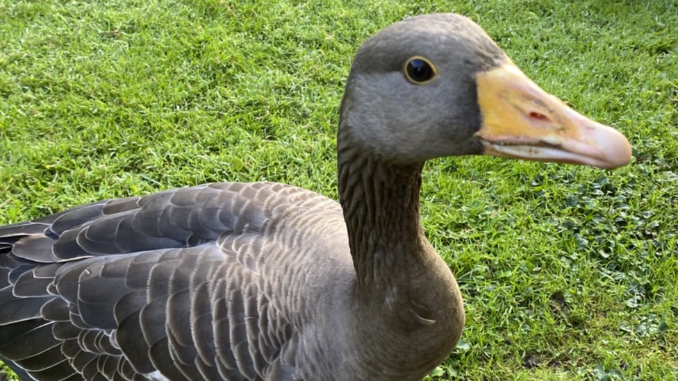 Missing goose is found safe three miles from Suffolk home