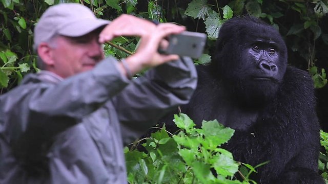 Tourist and gorilla