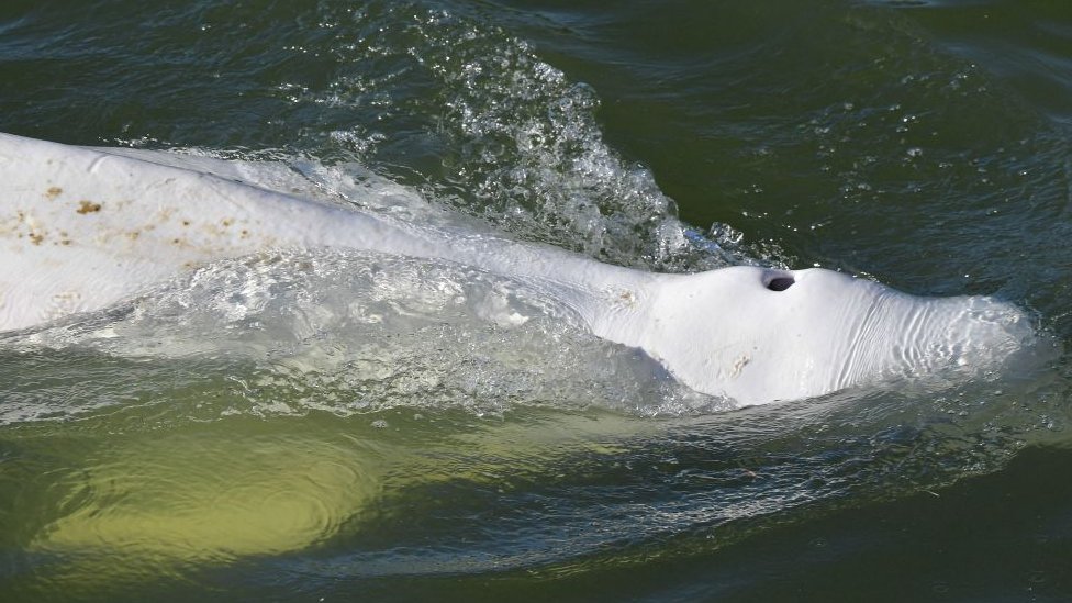 Trapped beluga whale lifted out of Seine hours before death