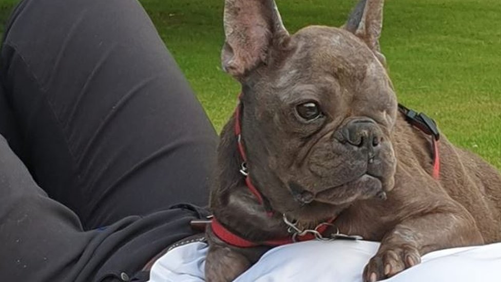 Dozens offer oneeyed French bulldog Ugly Betty new home