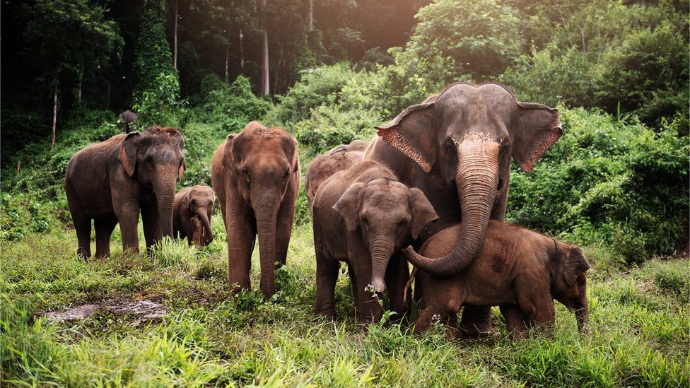 Seis elefantes