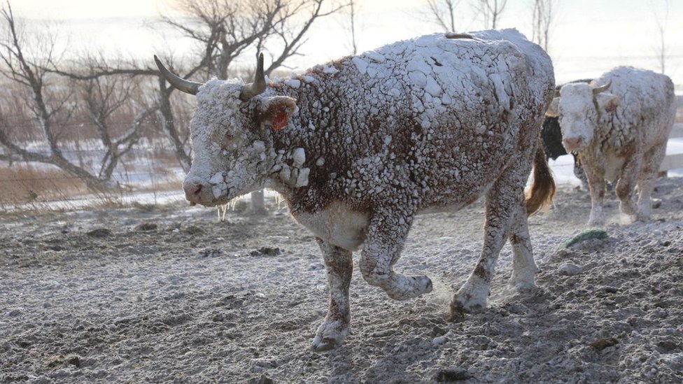 Cows walk in the snow following a blizzard in Sturgis, South Dakota