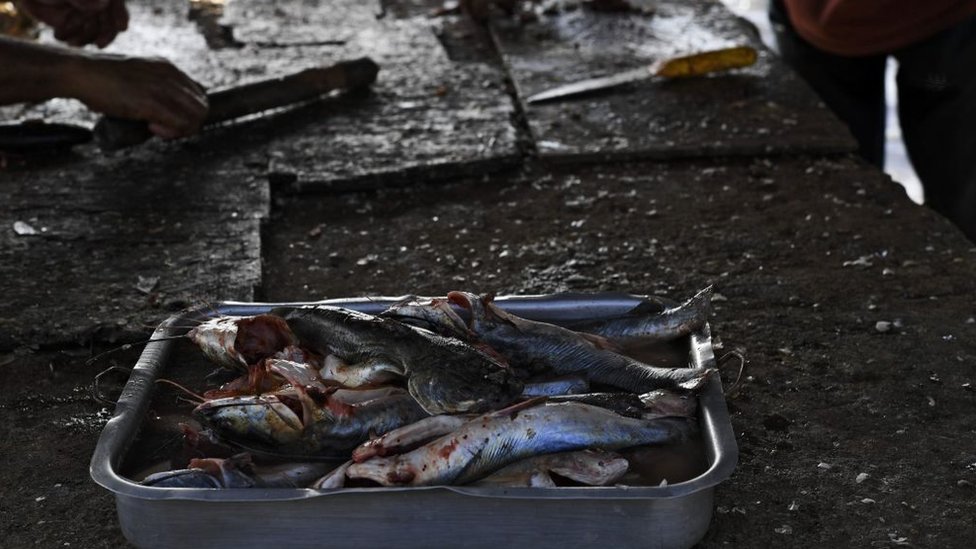 Fish caught in Lake Maracaibo