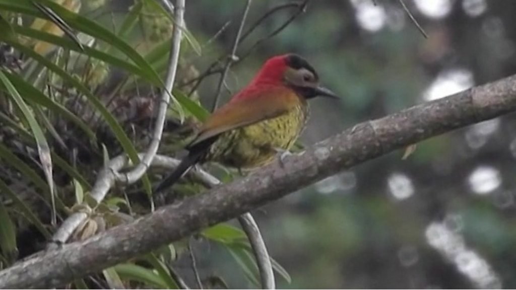 Bolivia's 'death road' becomes wildlife haven