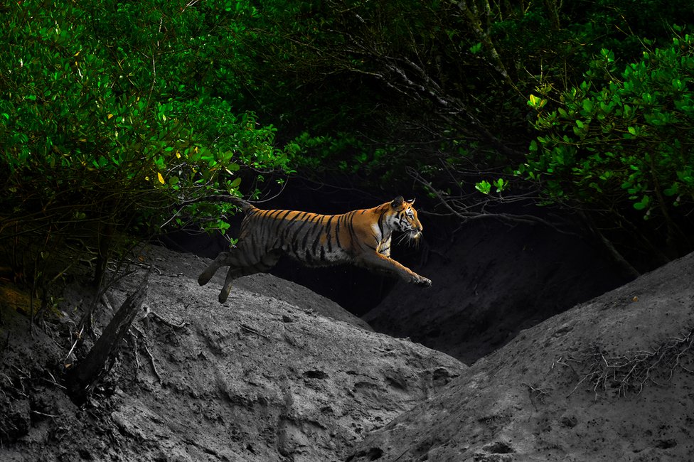 A Bengal tiger leaps across a creek in a mangrove forest in India