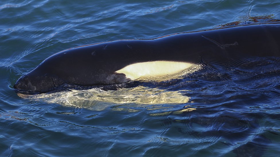 Baby orca, Toa, dies in New Zealand after failed search for mother - BBC  News