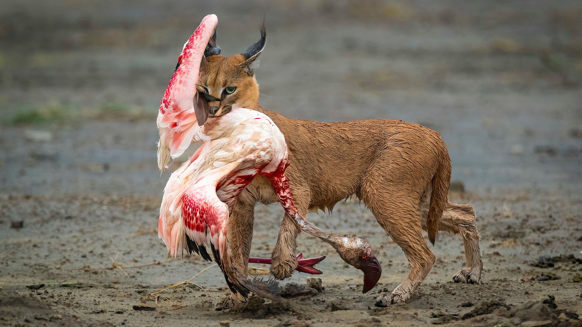 写真集 Wildlife Photographer of the Year 6冊 Buy Wildlife Photographer of the Year: Portfolio 28 Book