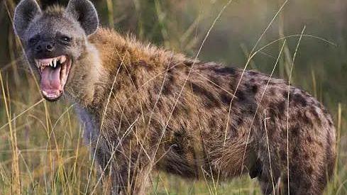 Jos Wildlife Park: Escaped hyena in Nigerian city captured - BBC News
