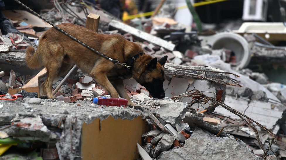 Un perro busca a sobrevivientes en septiembre de 2017 en México.