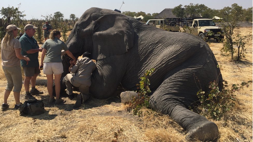 Why elephants are seeking refuge in Botswana - BBC News