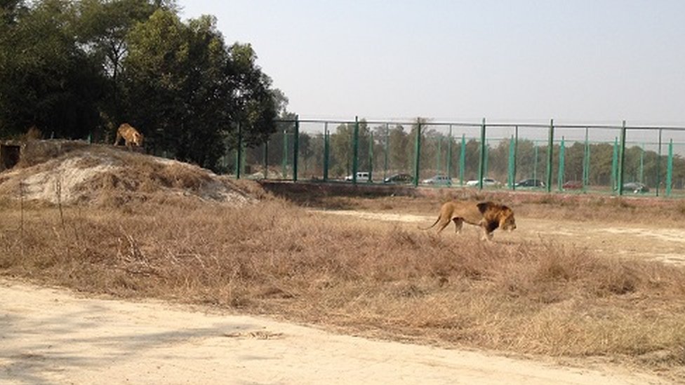 Lahore Safari'sindeki aslanlar