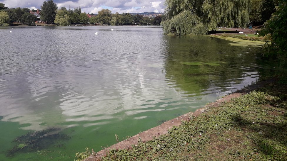 Сине-зеленые водоросли в воде