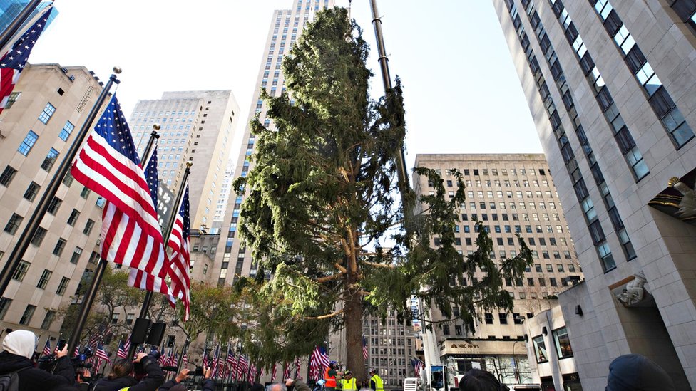 The Rockefeller Center Christmas Tree arrives at Rockefeller Plaza and is craned into place on November 14, 2020 in New York City.