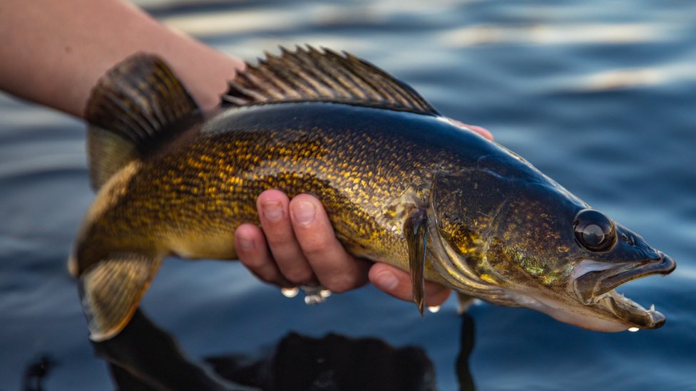 7 fishing gadgets to upgrade your angling experience - BBC