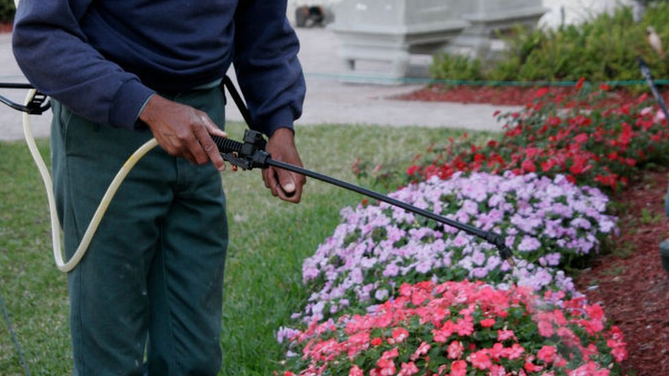 Un jardinero utiliza el herbicida en un jardín de Florida. Estados Unidos.