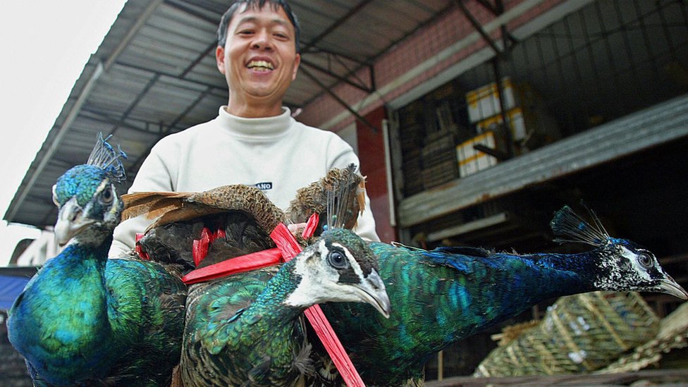 Un vendedor vende tres pavos reales en un mercado de animales salvajes en Guangzhou, China