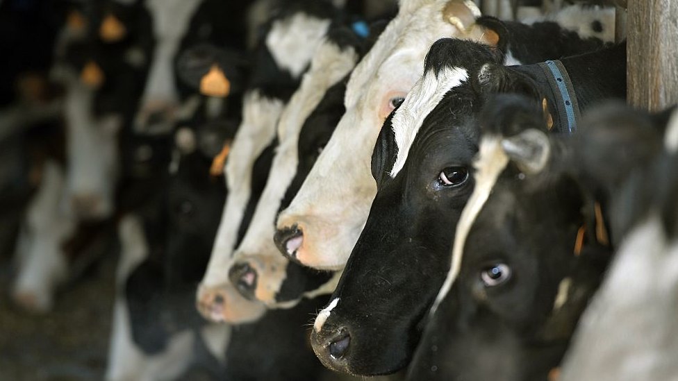Коровы ждут, прежде чем отправиться на пастбище на органической молочной ферме Флориана Куйо недалеко от Нанта, в Бретани