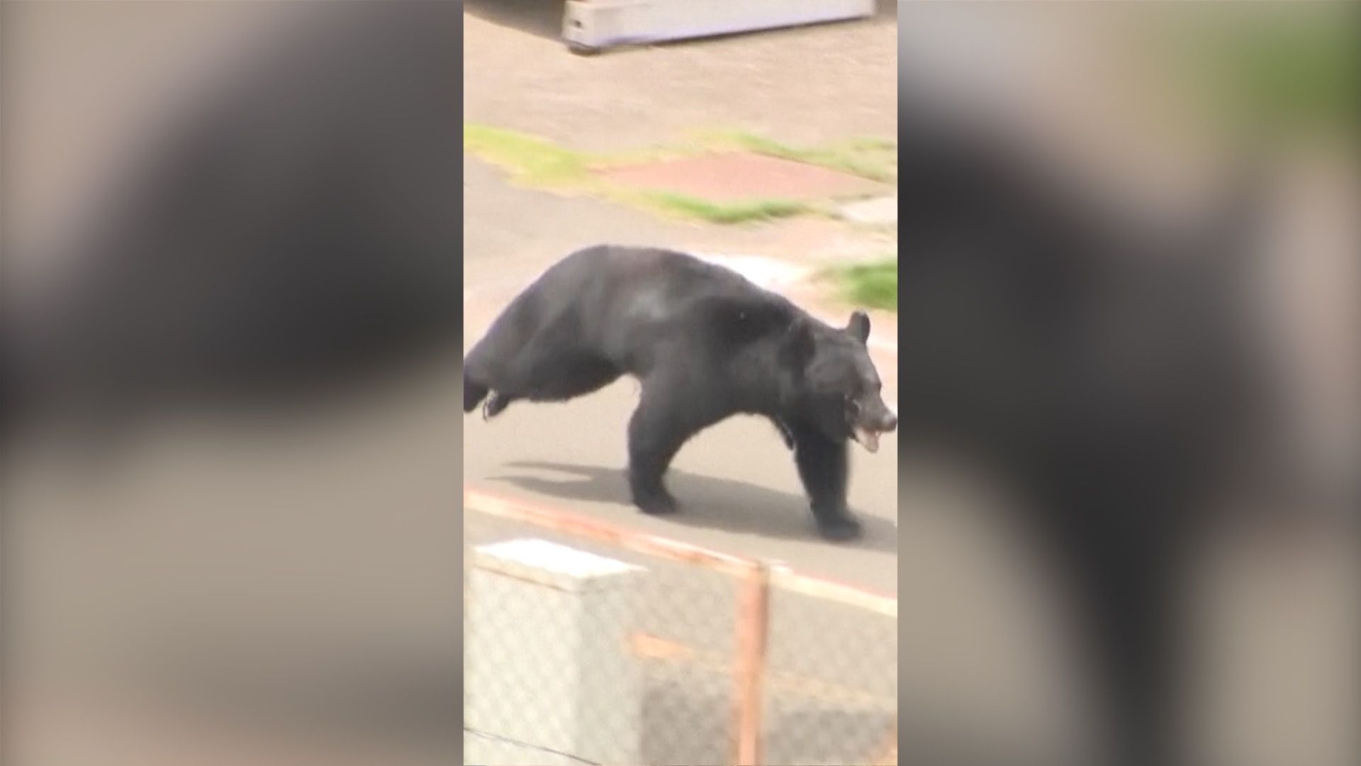 Bear on the run in Japan after injuring four people