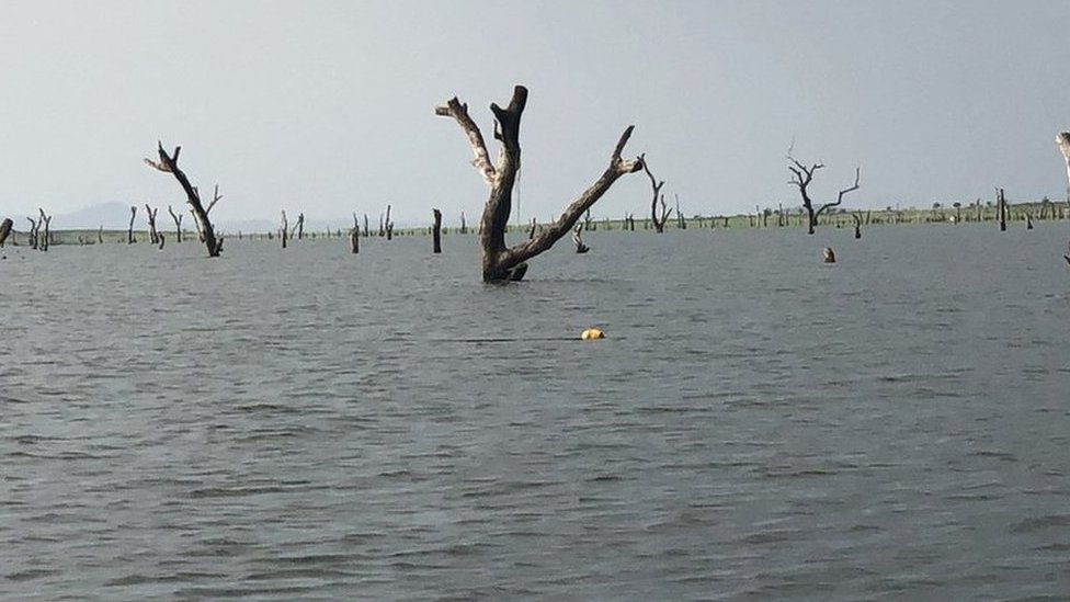 Африканские лиственные породы затоплены в озере Вольта в Гане