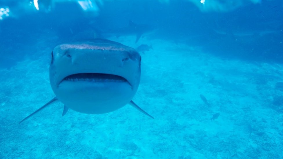 Why sharks like it hot - but not too hot