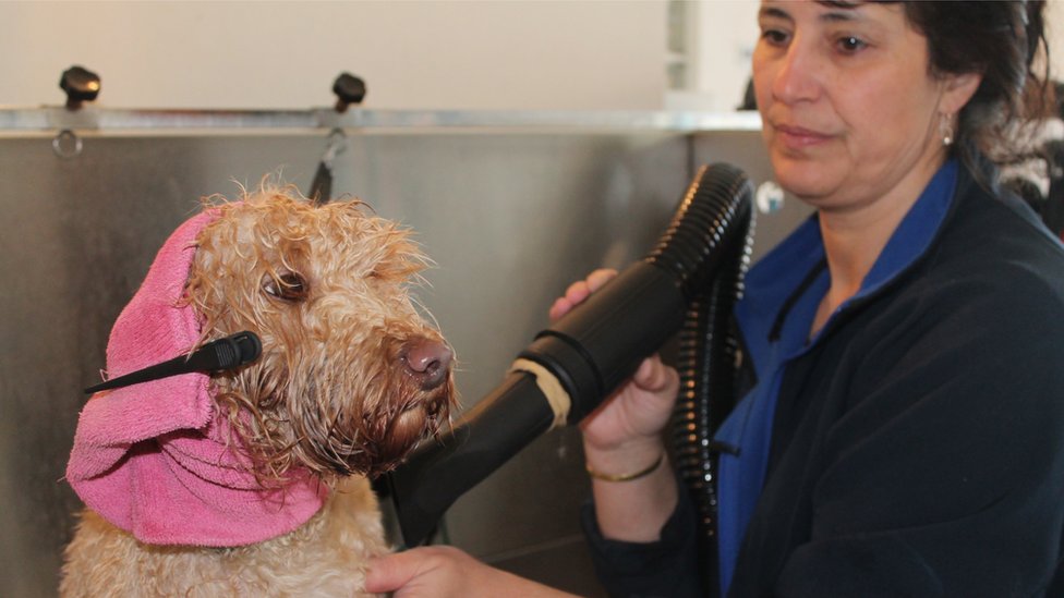 Кэрол Шоу причесывает собаку розовым полотенцем для головы