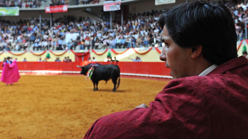 Бой быков в Португалии (файл pic)