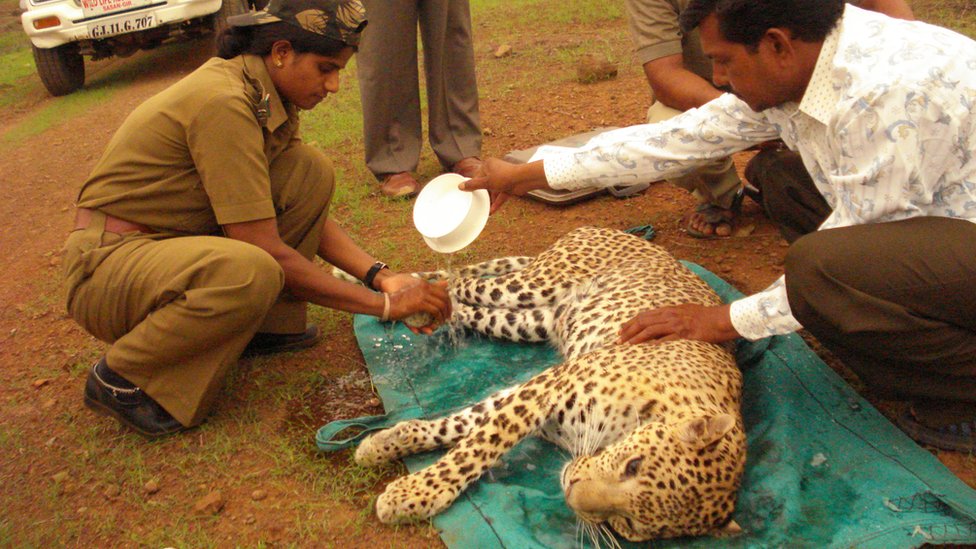 Расила лечит раненого леопарда