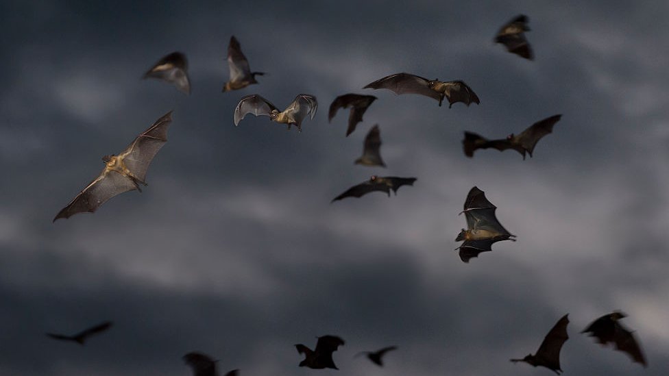 Bats, 2014 