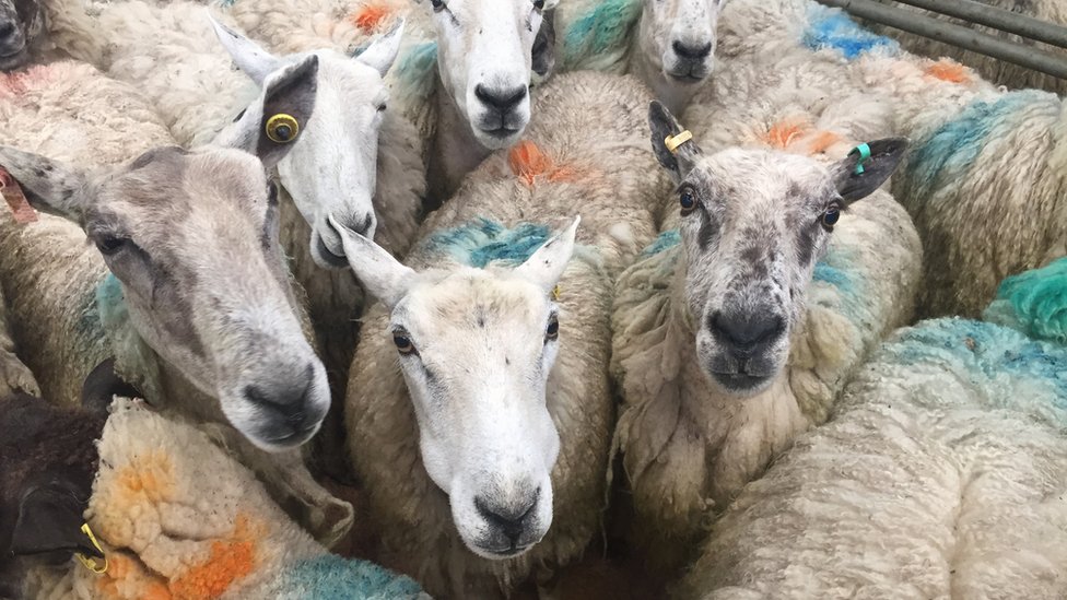 Овцы на животноводческом рынке Уэлшпул