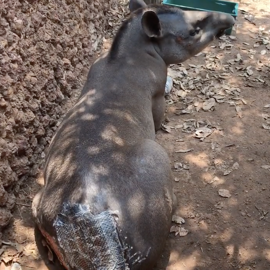 An adult tapir has had patches of tilapia skin on its back