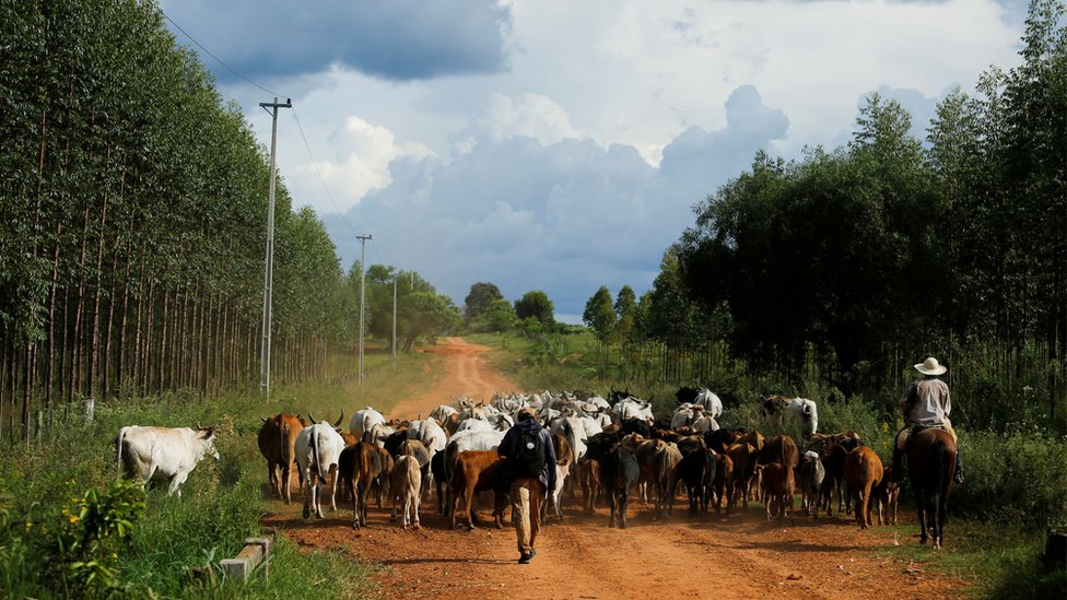 Vacas en un camino en Paraguay.