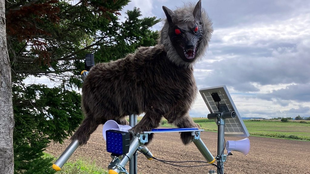 Watch: The robot wolves trying to scare off Japan's bears
