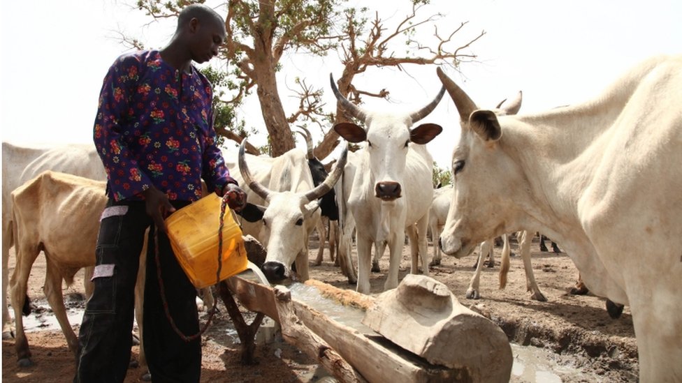 Hayvanlarını besleyen bir Fulani çiftçi