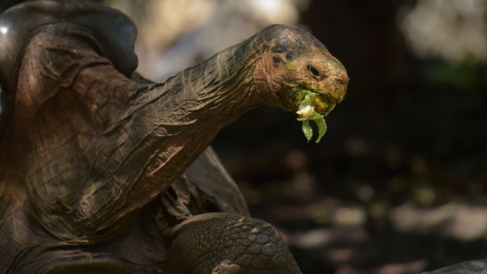 Diego, a tortoise of the endangered Chelonoidis hoodensis species from Espanola Island, is seen in a breeding centre at the Galapagos National Park on Santa Cruz Island