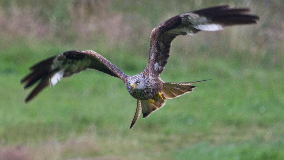 The red kite
