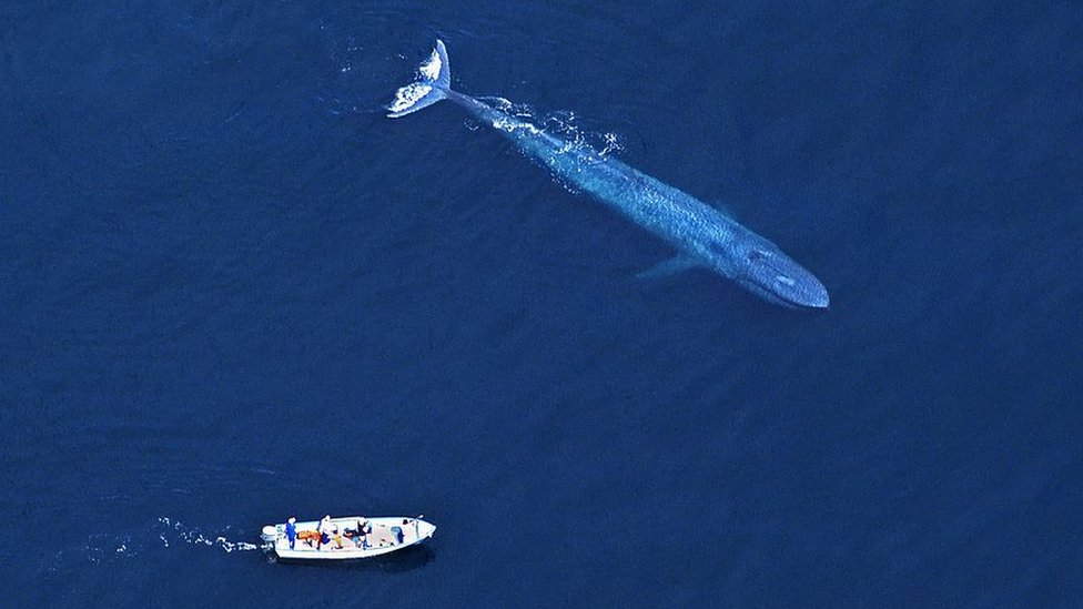 Blue whale and boat