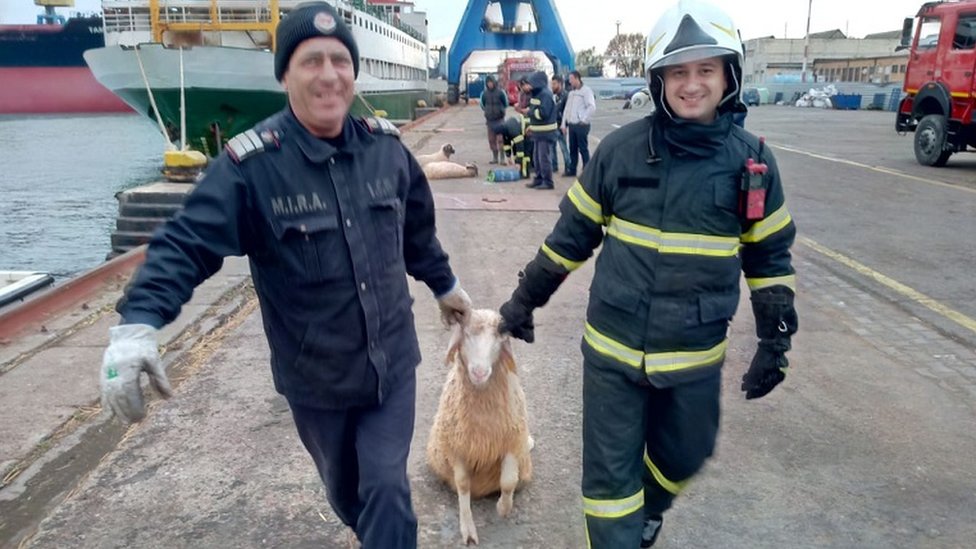 Ovce spasene u Rumuniji