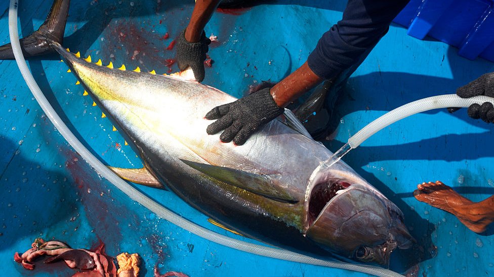 Pescadores limpian un atún recién sacado del mar en una canoa