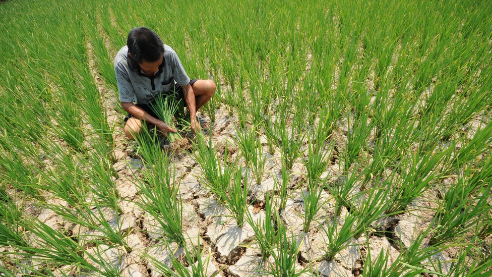 EE.UU., México, Irán y China se encuentran particularmente en riesgo porque los cuatro producen e importan alimentos irrigados con agua de acuíferos que se están agotando a gran velocidad. Campesino en China