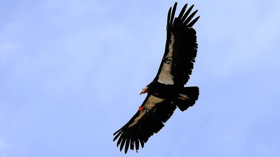 A rare and endangered California condor flies through Marble Gorge, east of Grand Canyon National Park, 22 March 2007
