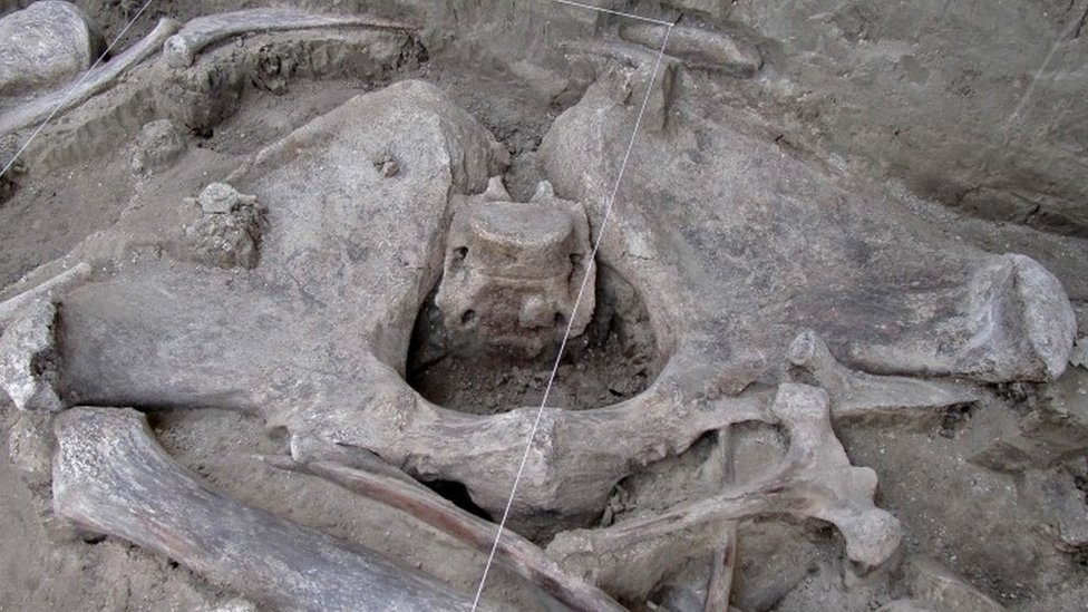 Primer plano de un esqueleto de mamut parcialmente excavado