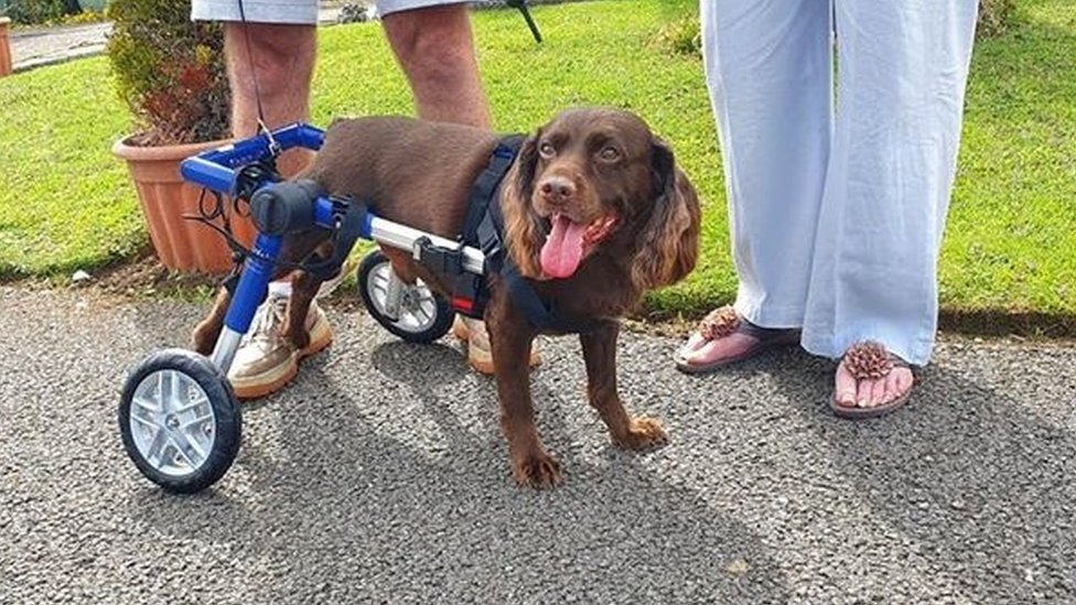 Спаниель Макс со своей новой инвалидной коляской