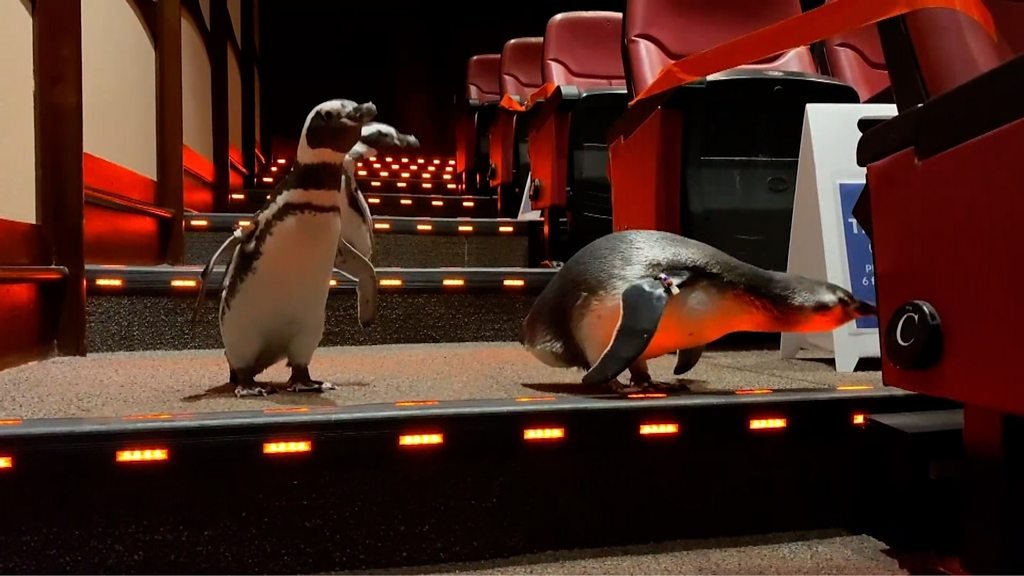 Why did the penguins go to the cinema?