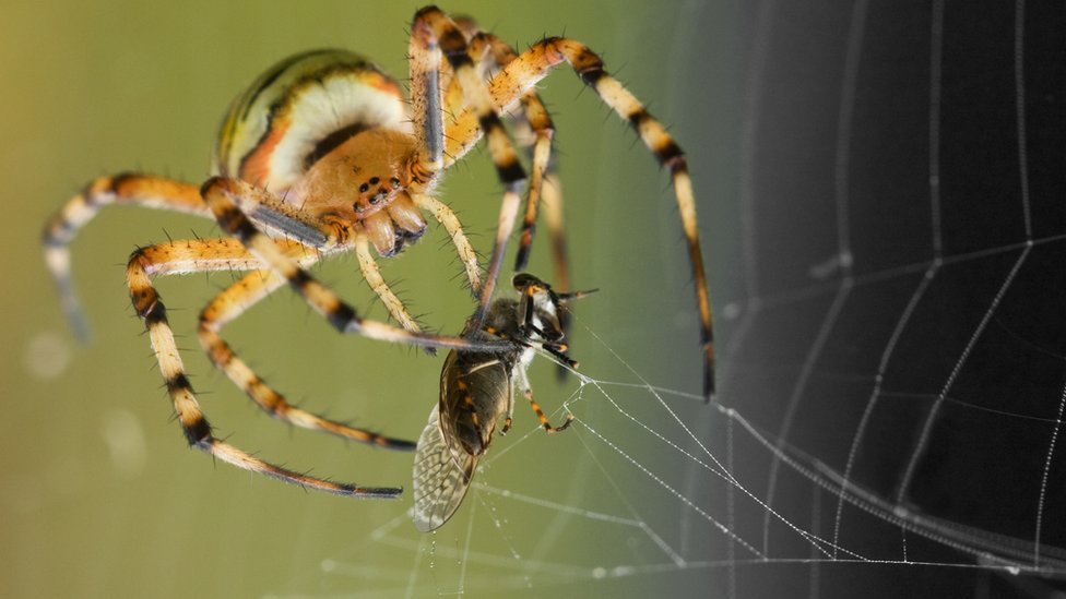 Spider web's secrets could lead to stronger glues