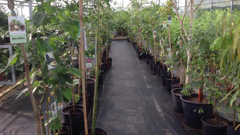 Los investigadores quieren que aumentar el consumo de estas frutas que hoy son consideradas raras. Foto: archivo personal. Sítio Frutas Raras