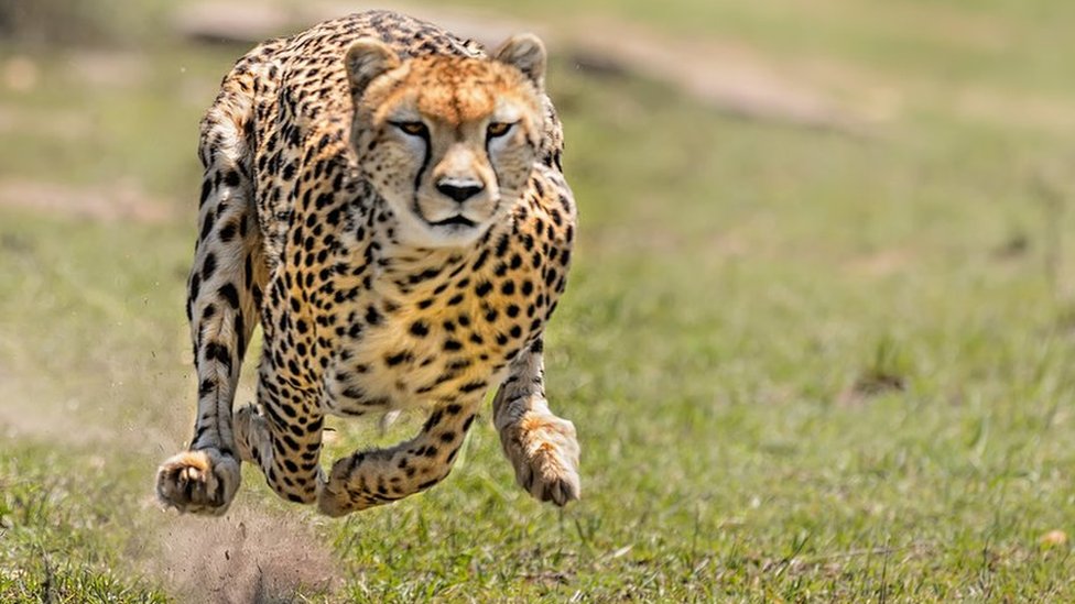 Why the cheetah is a champion sprinter - BBC News