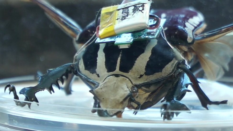Could These Cyborg Beetles Save Lives Bbc News 