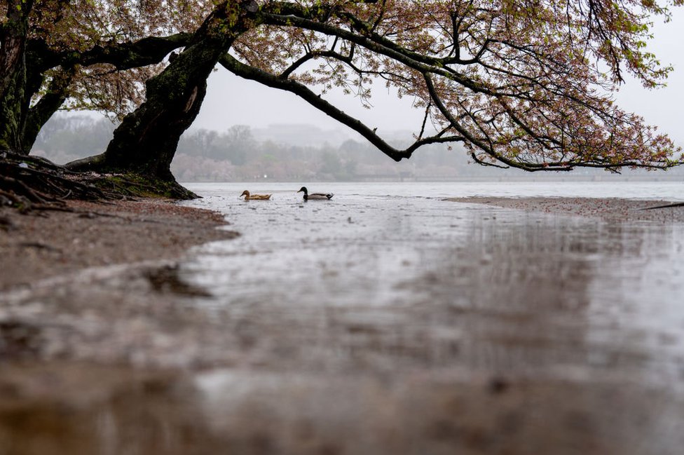 Ducks swim above a walking path completely submerged in flood waters along the Tidal Basin, April 3, 2024, in Washington, DC.